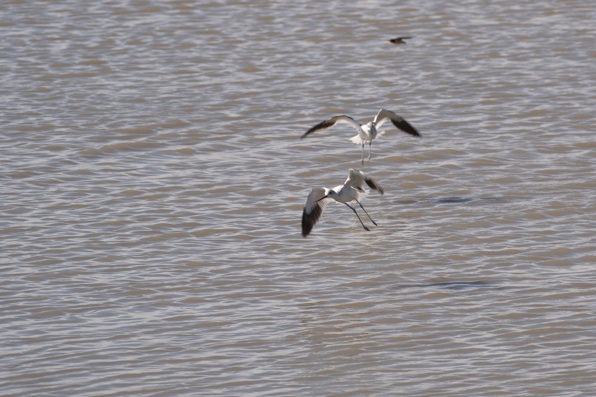 American Avocet - ML609589639