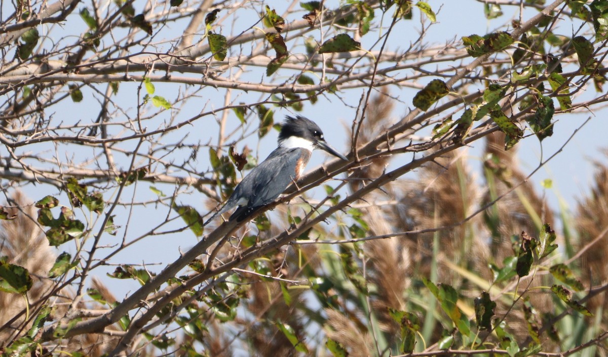 Belted Kingfisher - ML609589640