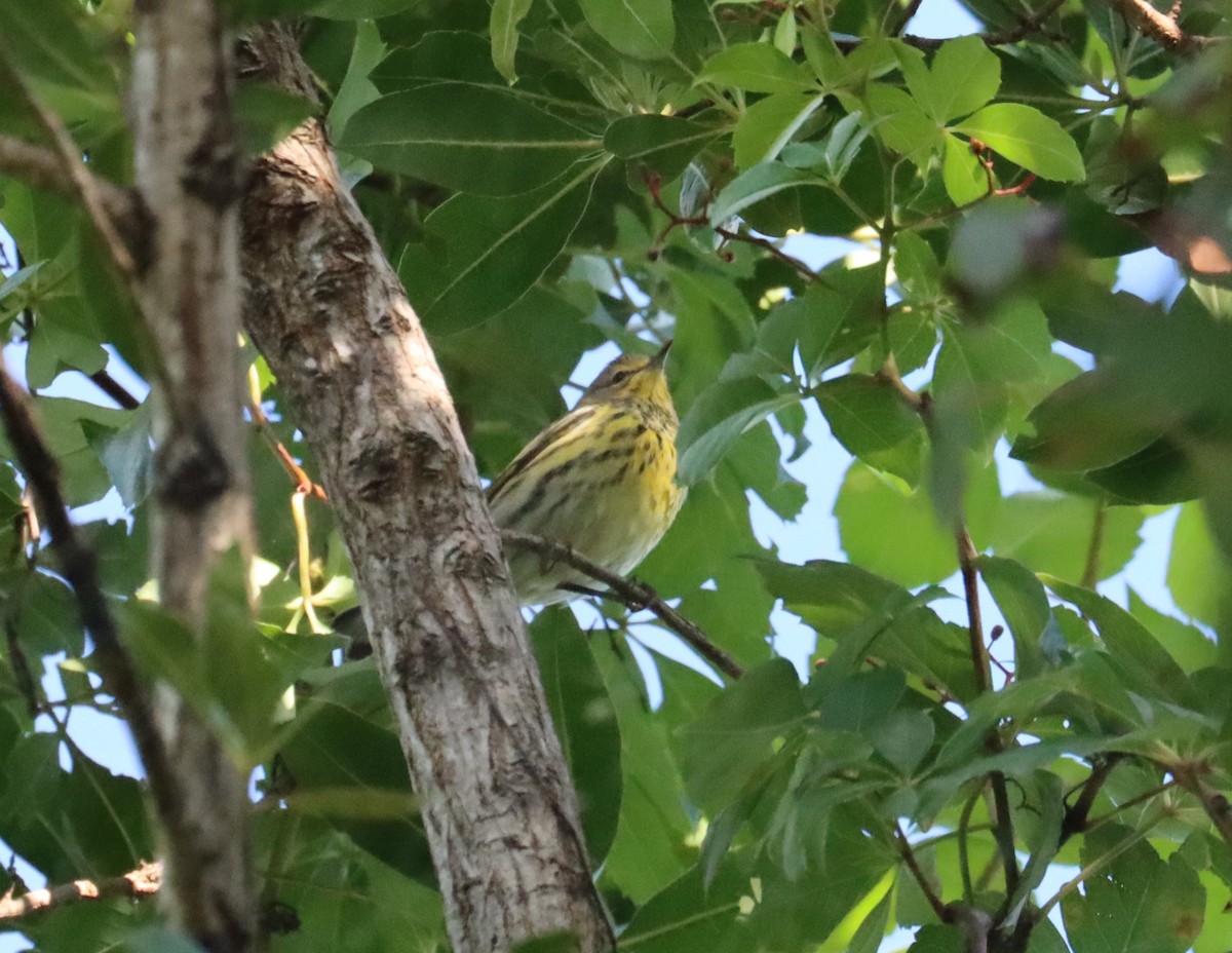 Cape May Warbler - ML609589677