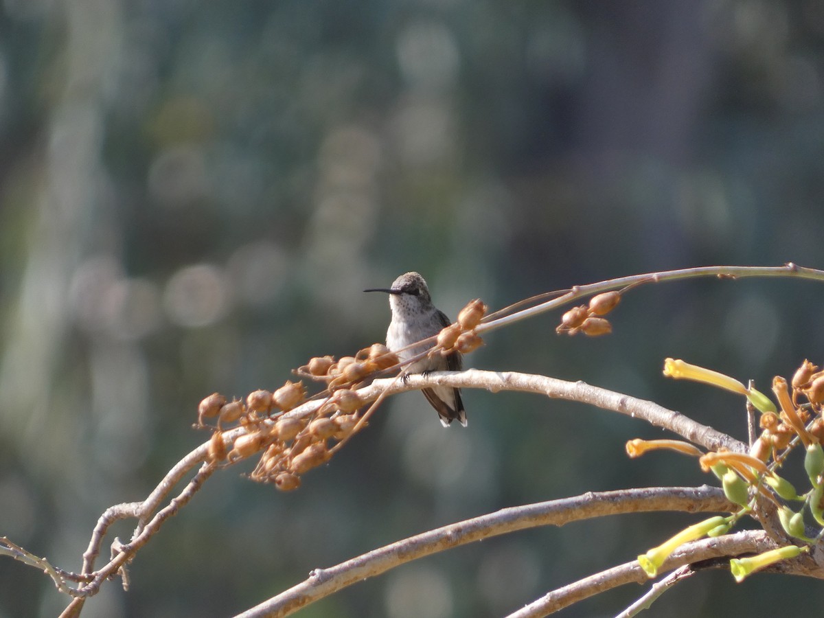 Black-chinned Hummingbird - ML609589723