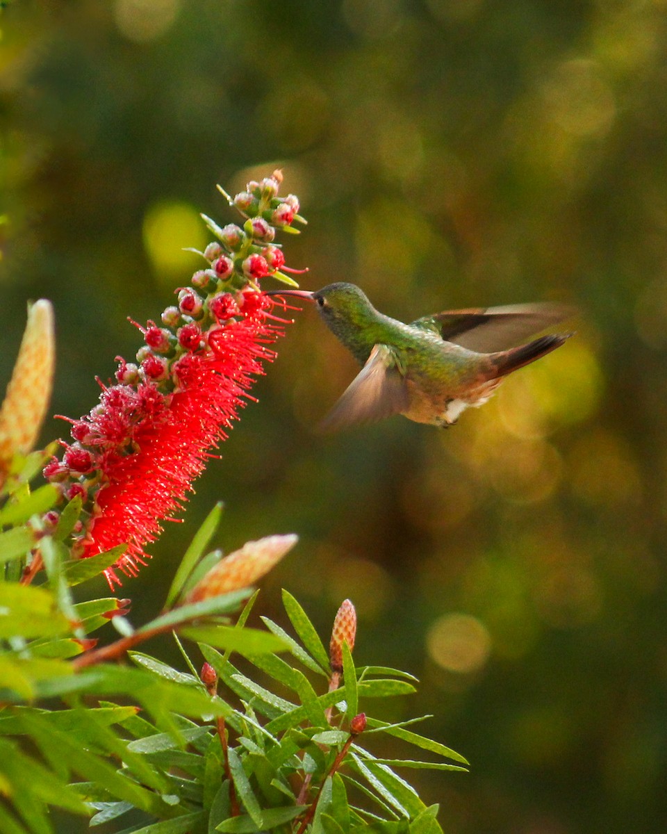 Buff-bellied Hummingbird - Richard  Lechleitner