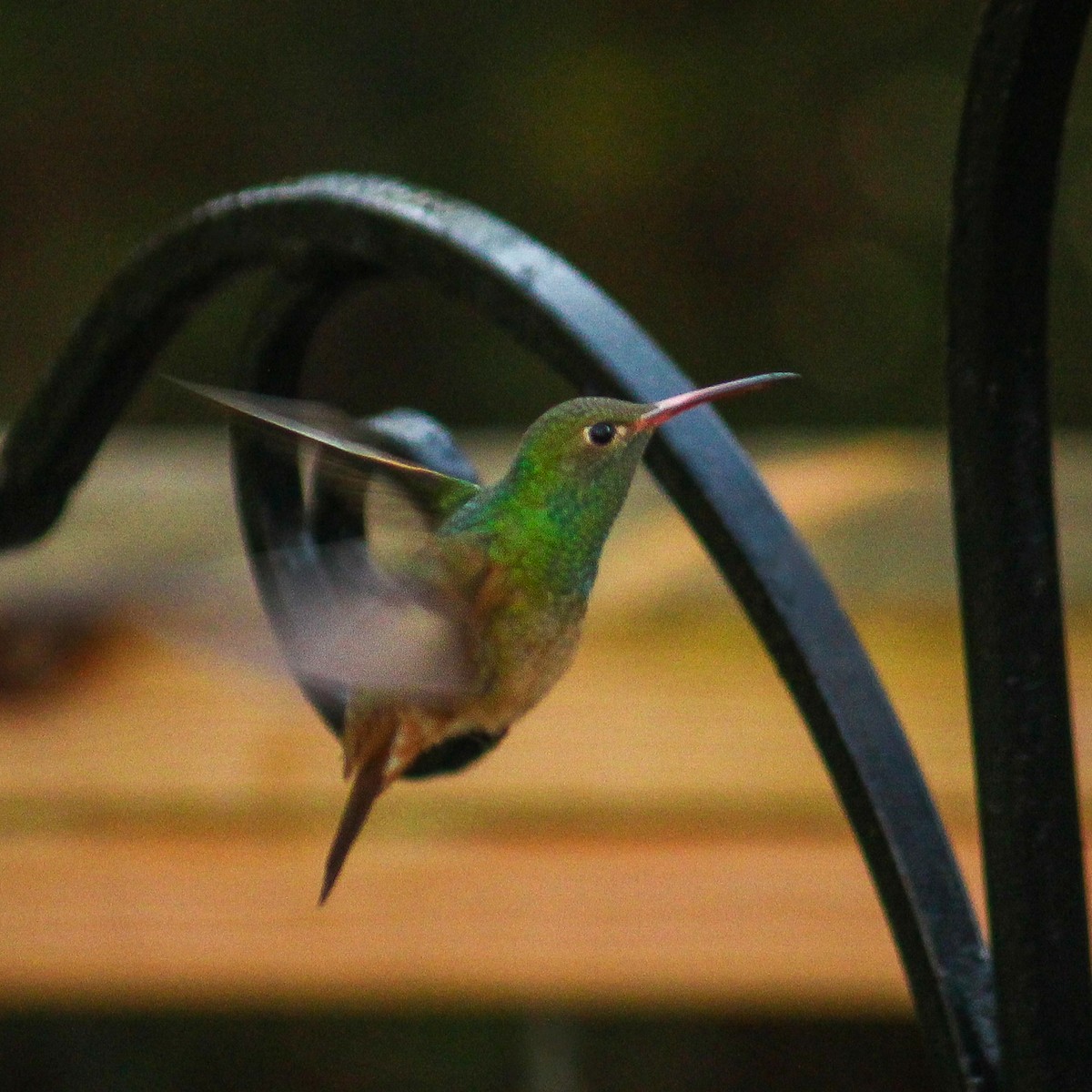 Buff-bellied Hummingbird - Richard  Lechleitner