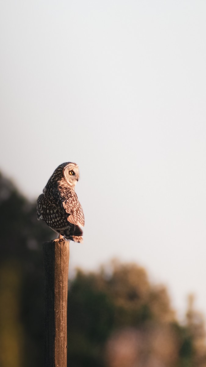 Short-eared Owl - ML609590496