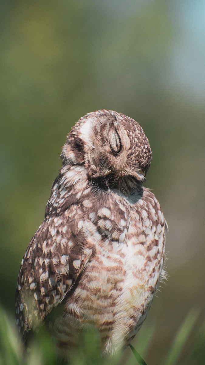 Burrowing Owl - ML609590608