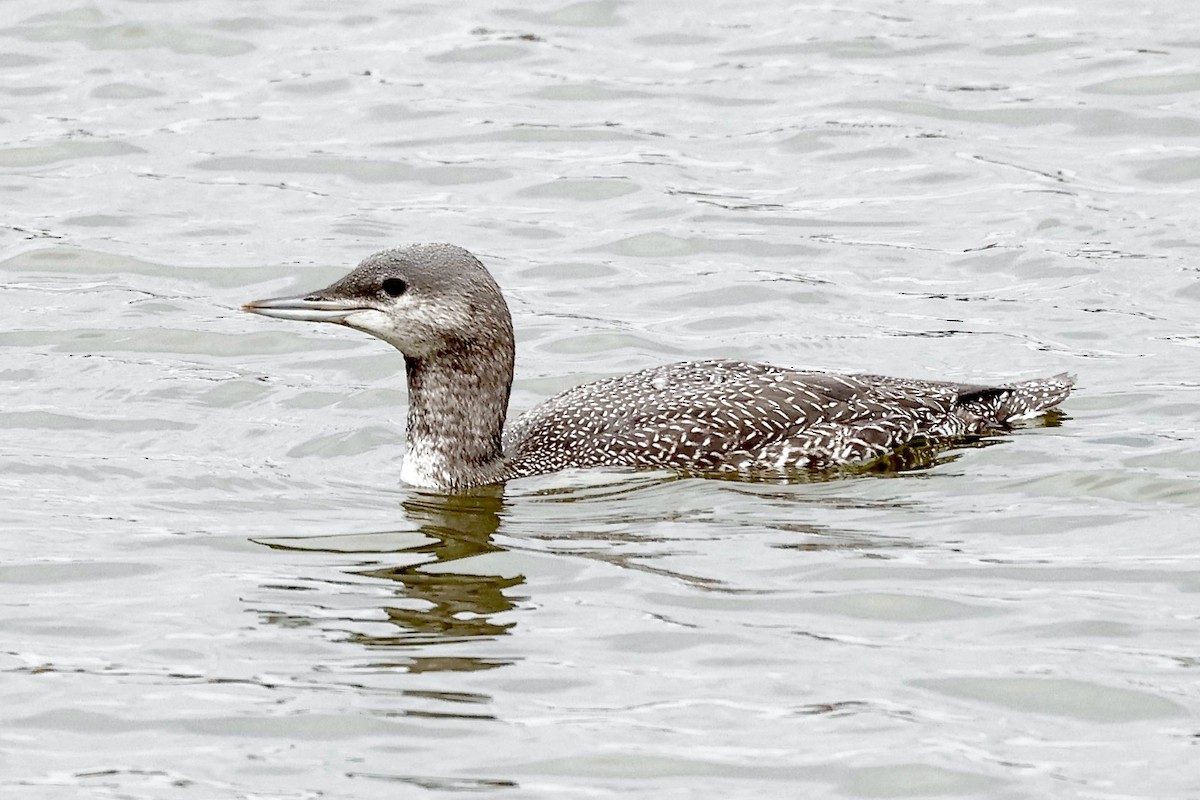 Red-throated Loon - ML609590664