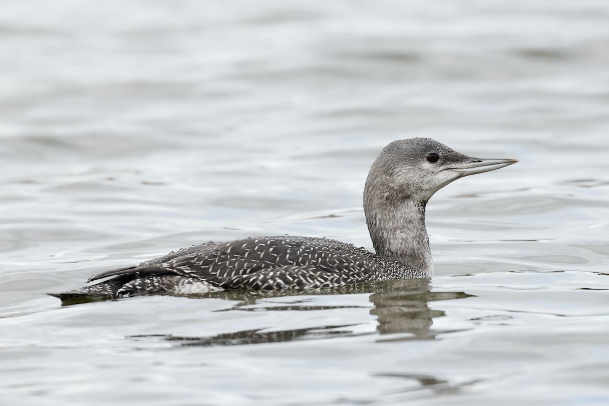 Red-throated Loon - ML609590665