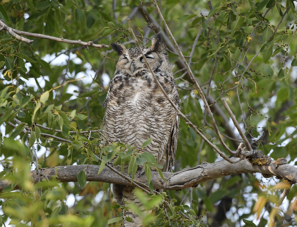 Great Horned Owl - ML609590671