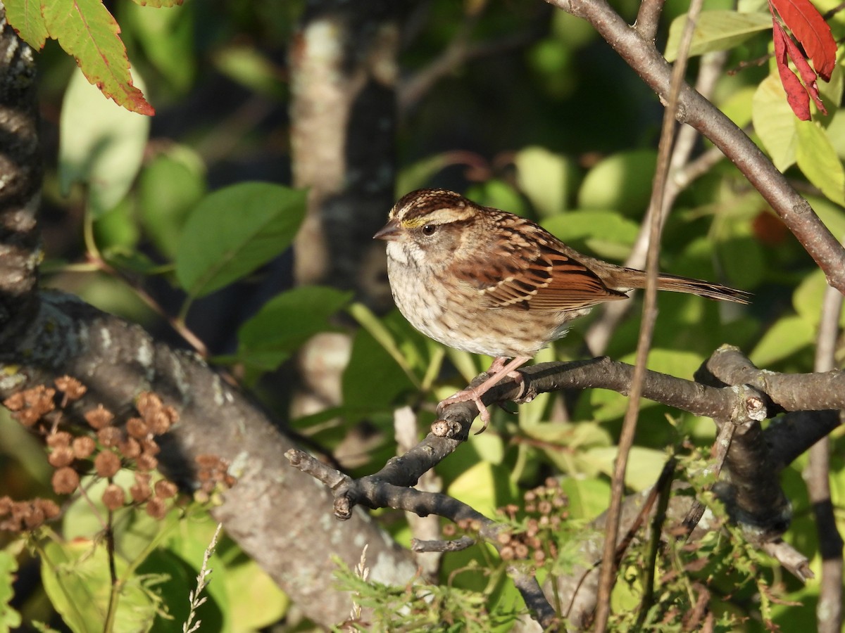 White-throated Sparrow - ML609590746