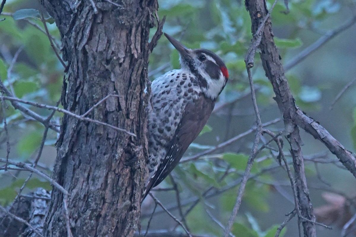 Arizona Woodpecker - ML609590844
