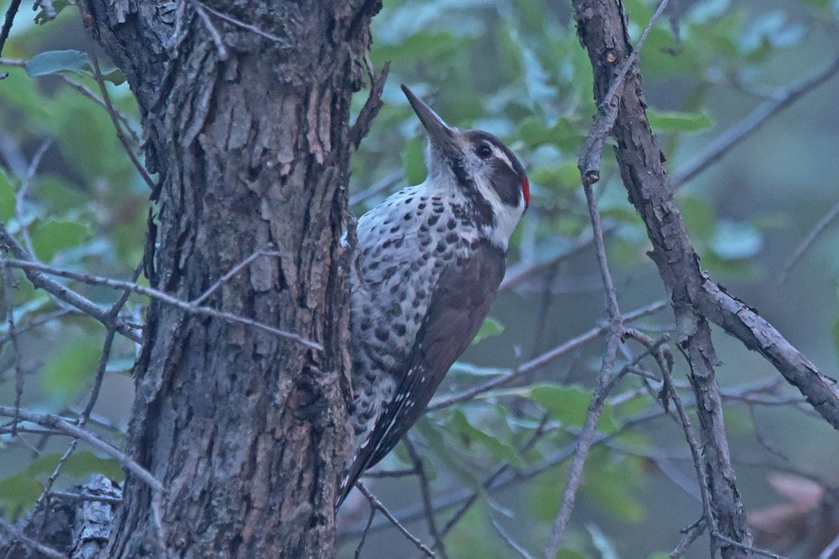 Arizona Woodpecker - ML609590845