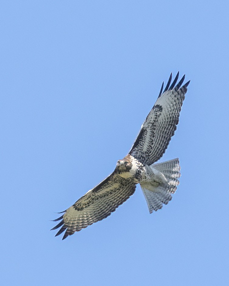 Red-tailed Hawk - ML609590892