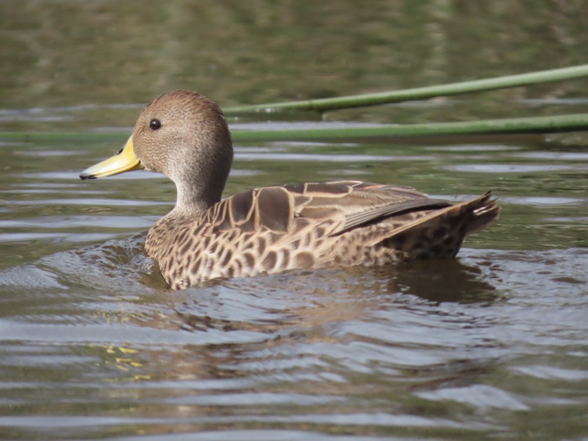 Yellow-billed Pintail (South American) - ML609590897
