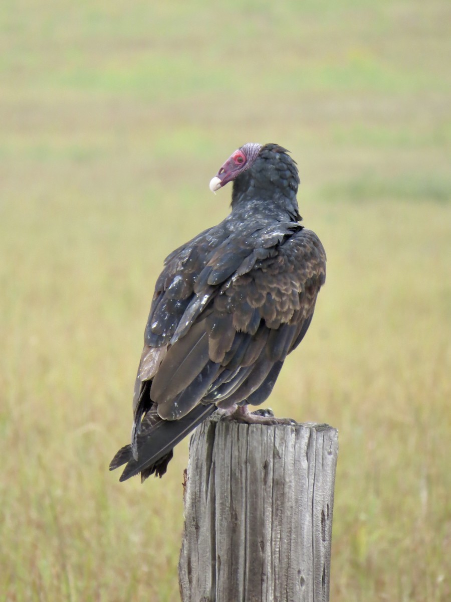 Turkey Vulture - ML609591050