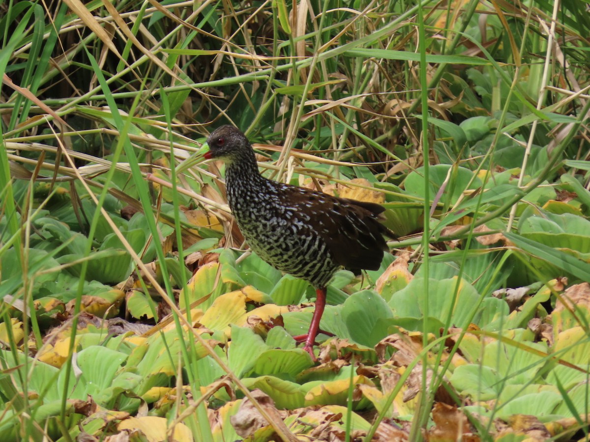 Spotted Rail - ML609591077