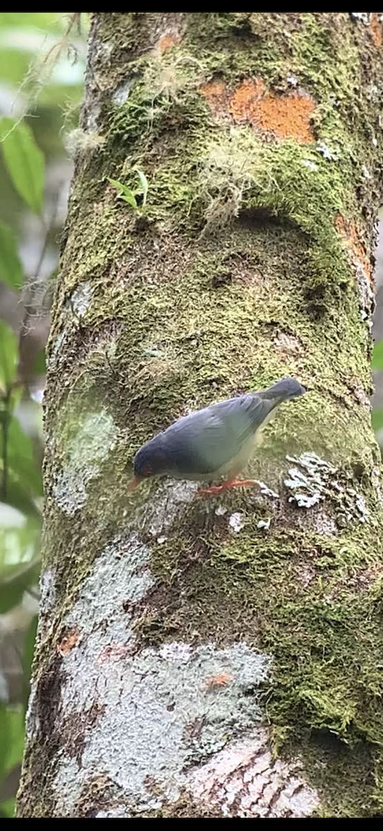 Velvet-fronted Nuthatch - ML609591148