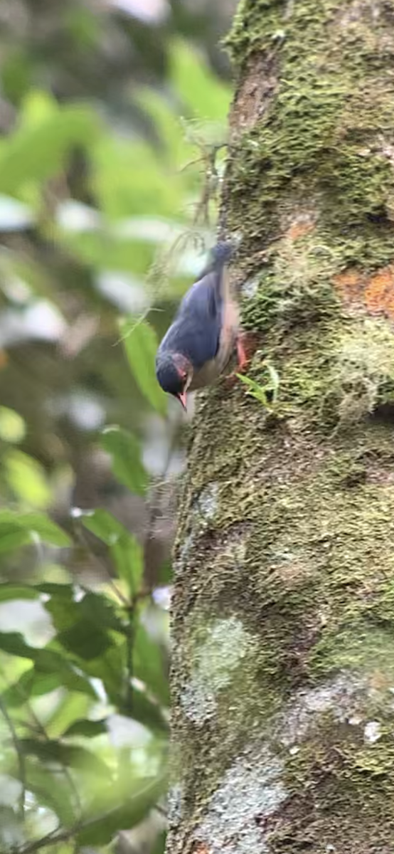 Velvet-fronted Nuthatch - ML609591153
