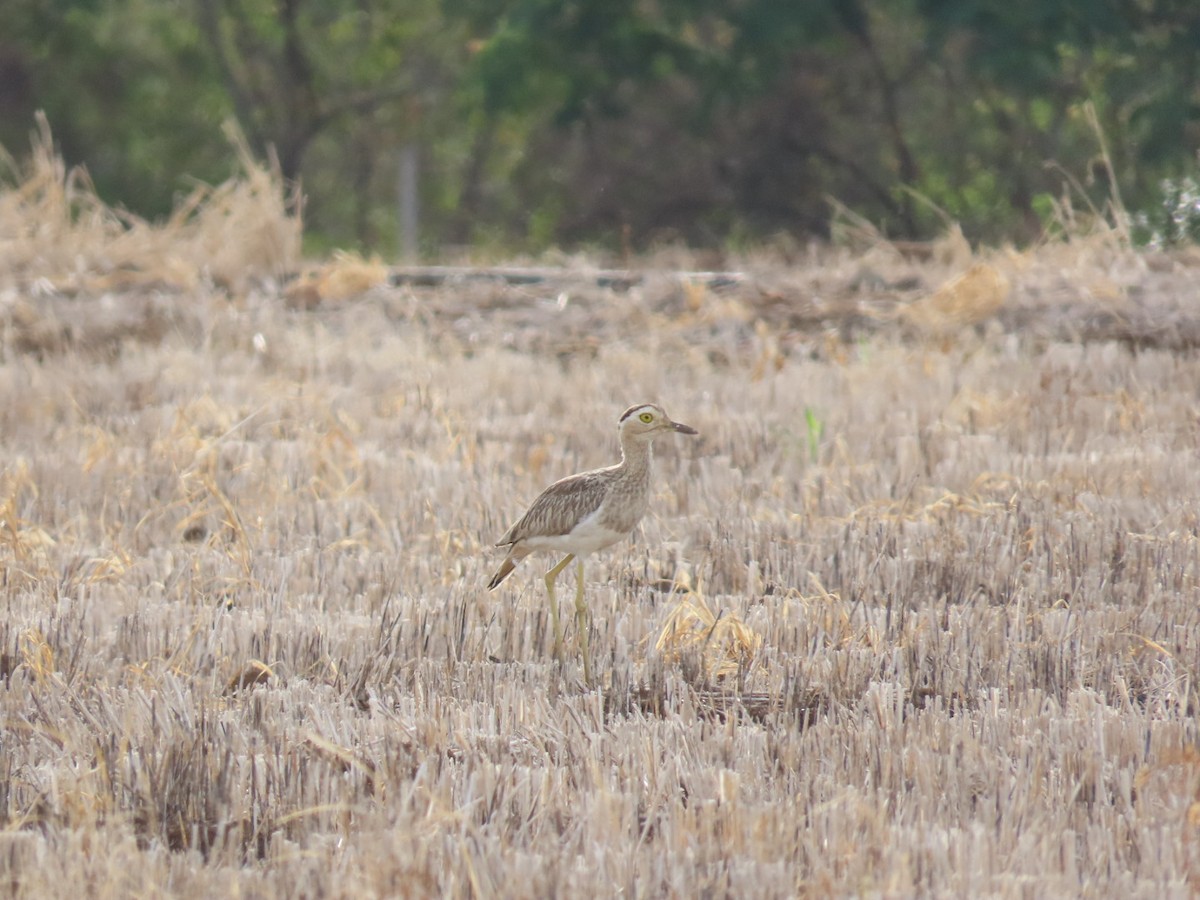 Double-striped Thick-knee - ML609591186