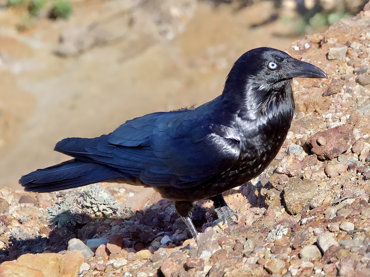 Australian Raven - ML609591296