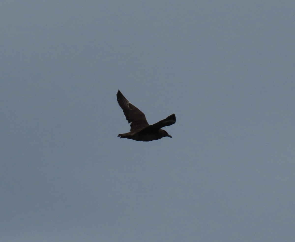 Chilean Skua - ML609591298