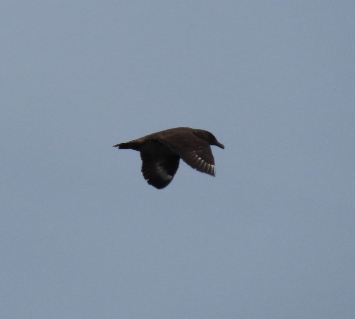 Chilean Skua - ML609591305