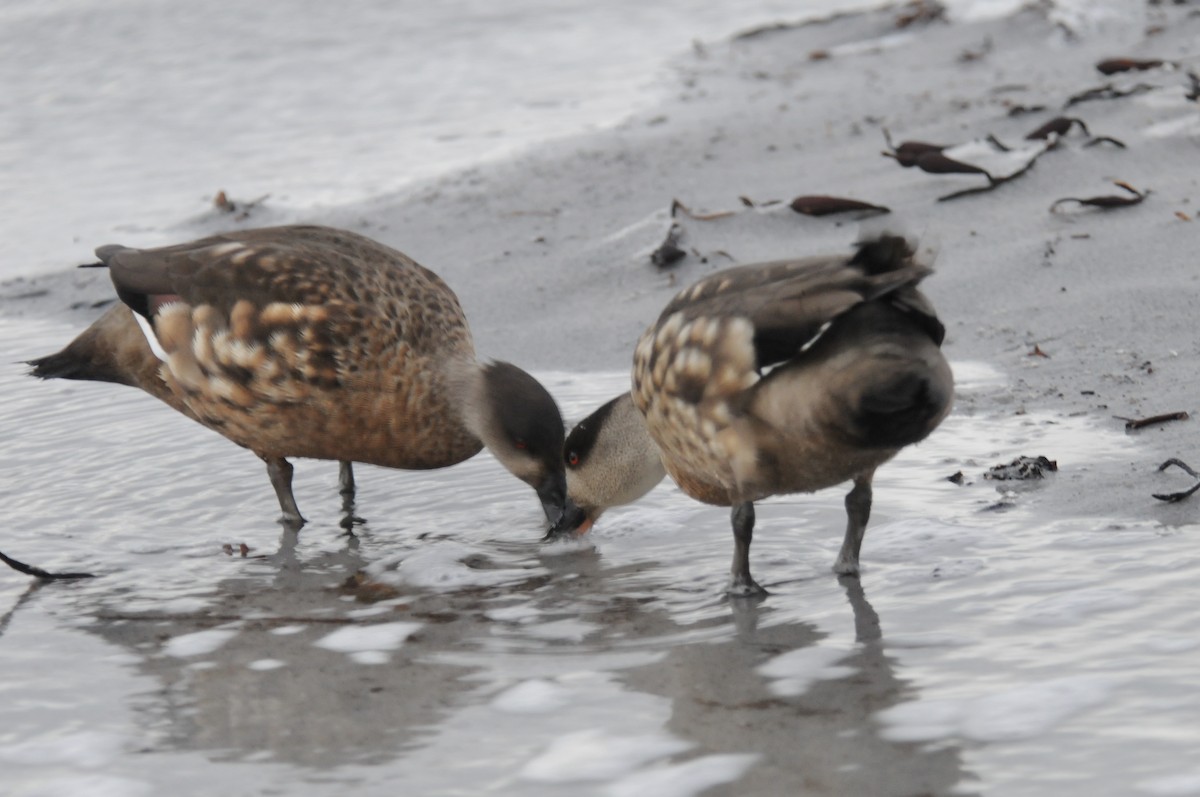 Crested Duck - ML609591307