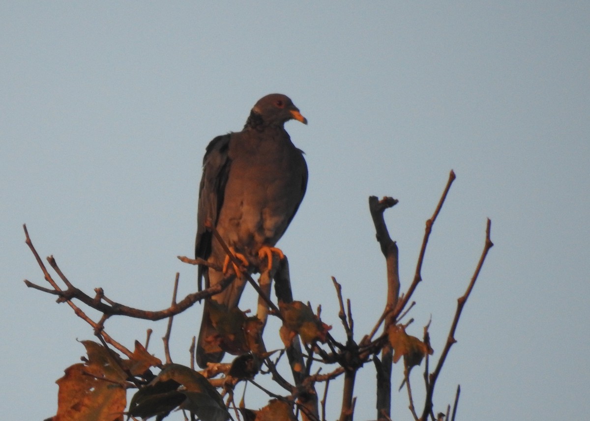 Band-tailed Pigeon - ML609591313