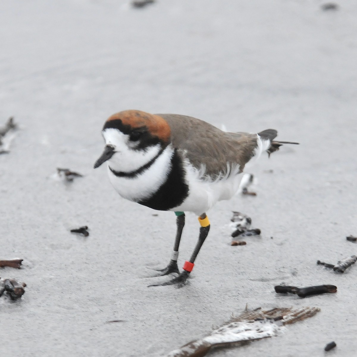 Two-banded Plover - ML609591315