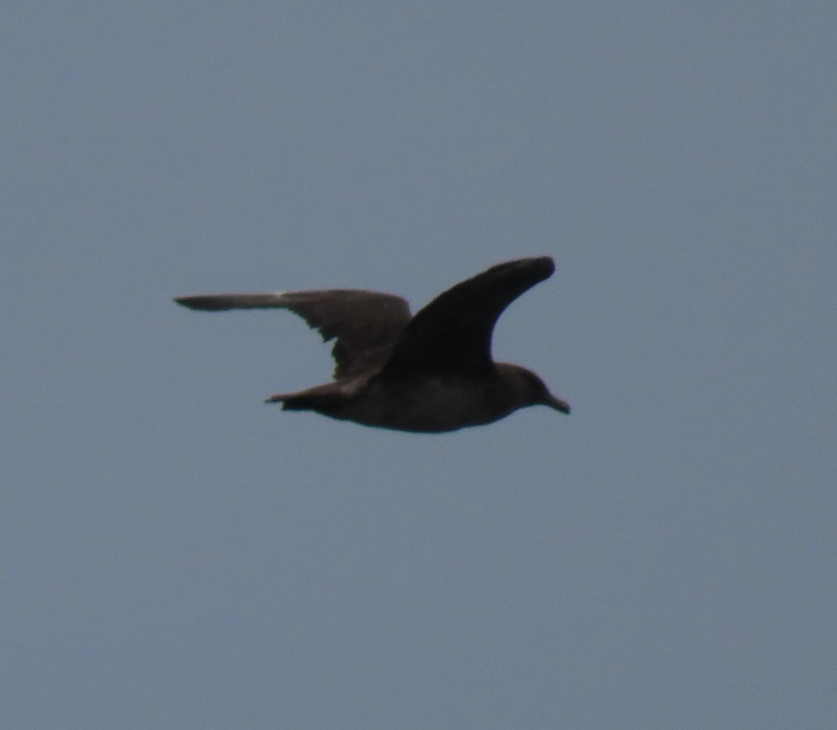 Chilean Skua - ML609591317