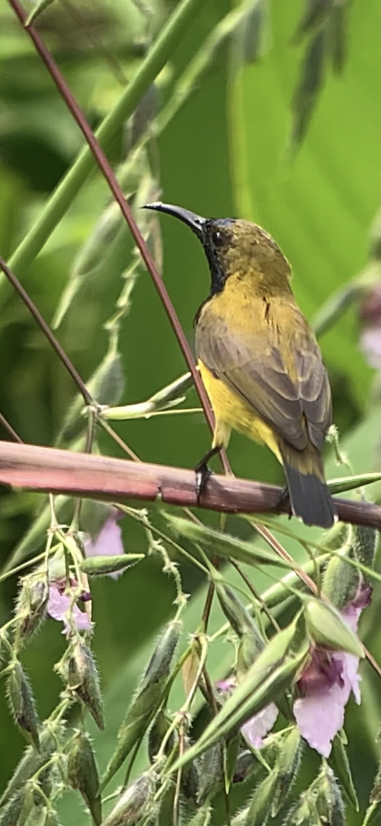 Olive-backed Sunbird - ML609591323