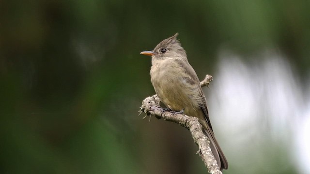 Greater Pewee - ML609591360