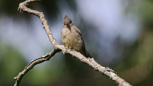 Greater Pewee - ML609591361