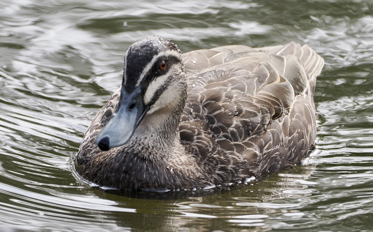 Pacific Black Duck - ML609591493