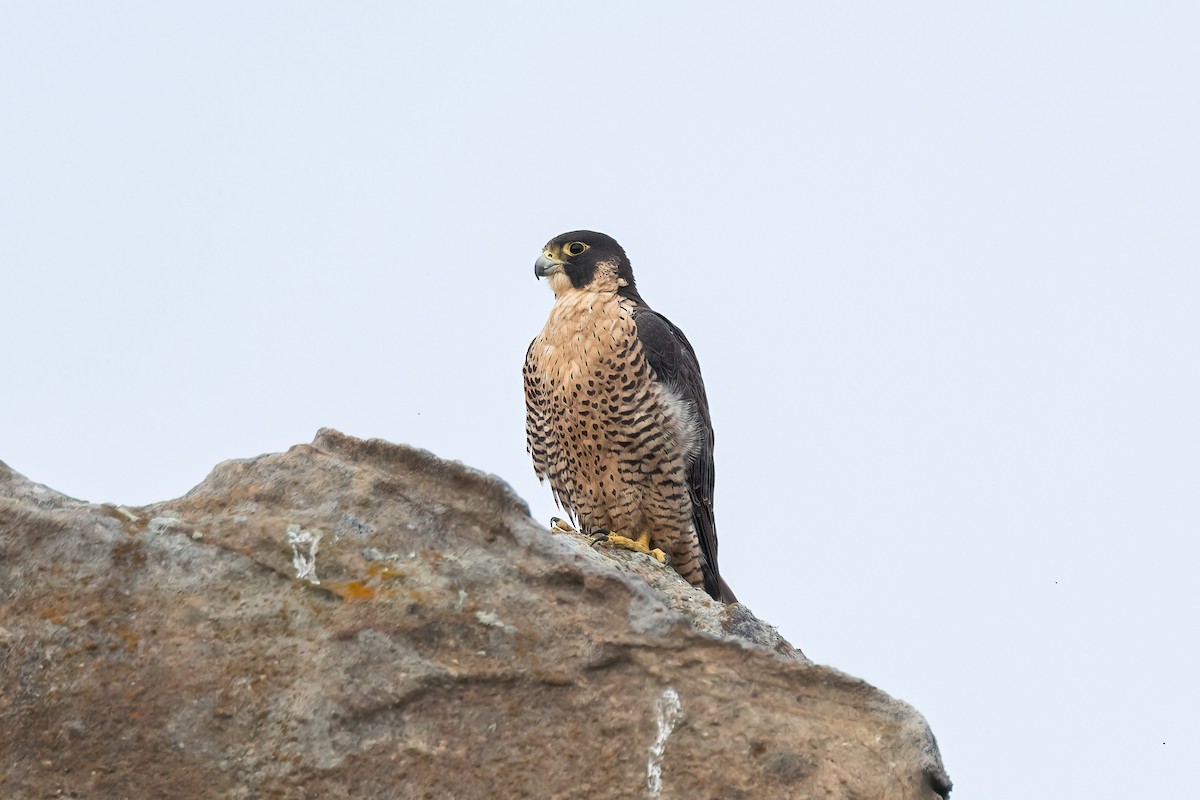 Peregrine Falcon - ML609591508