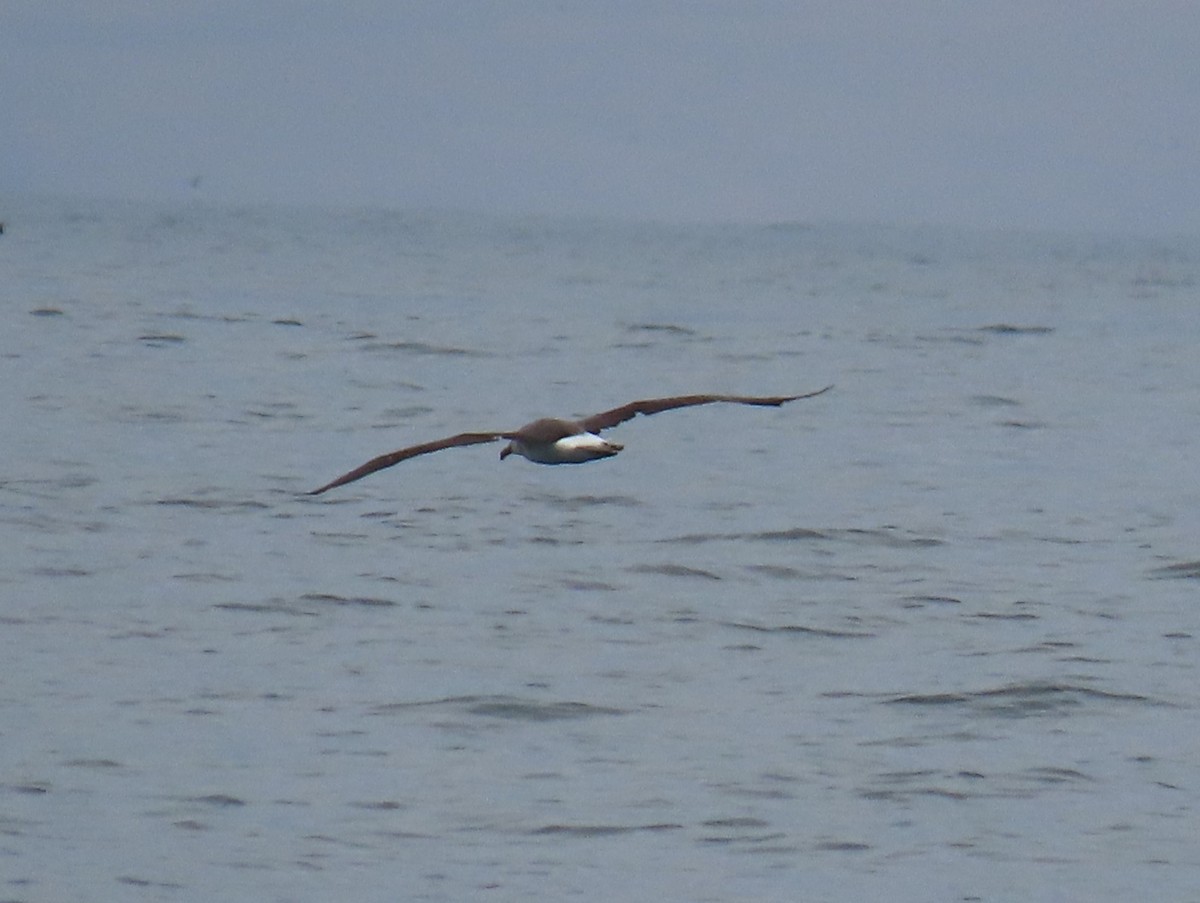 Salvin's Albatross - ML609591511