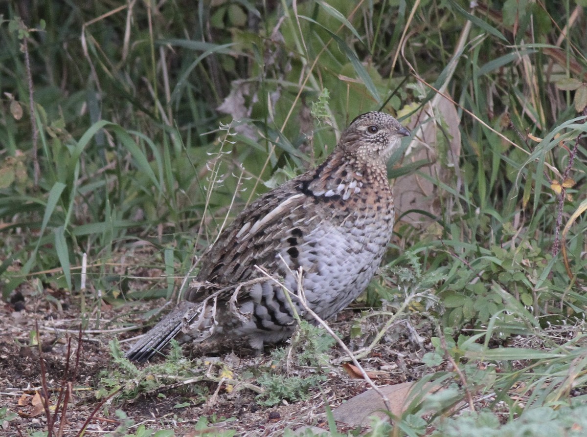 Ruffed Grouse - ML609591514