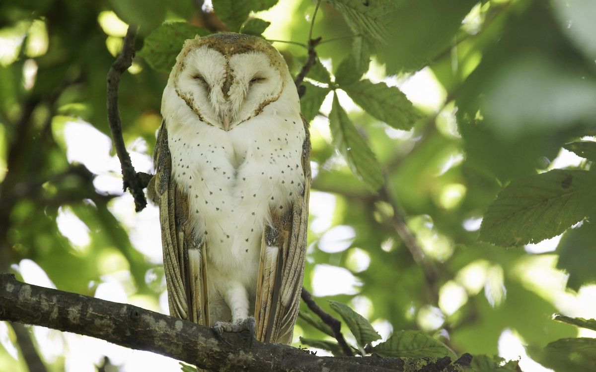 Barn Owl - ML609591516