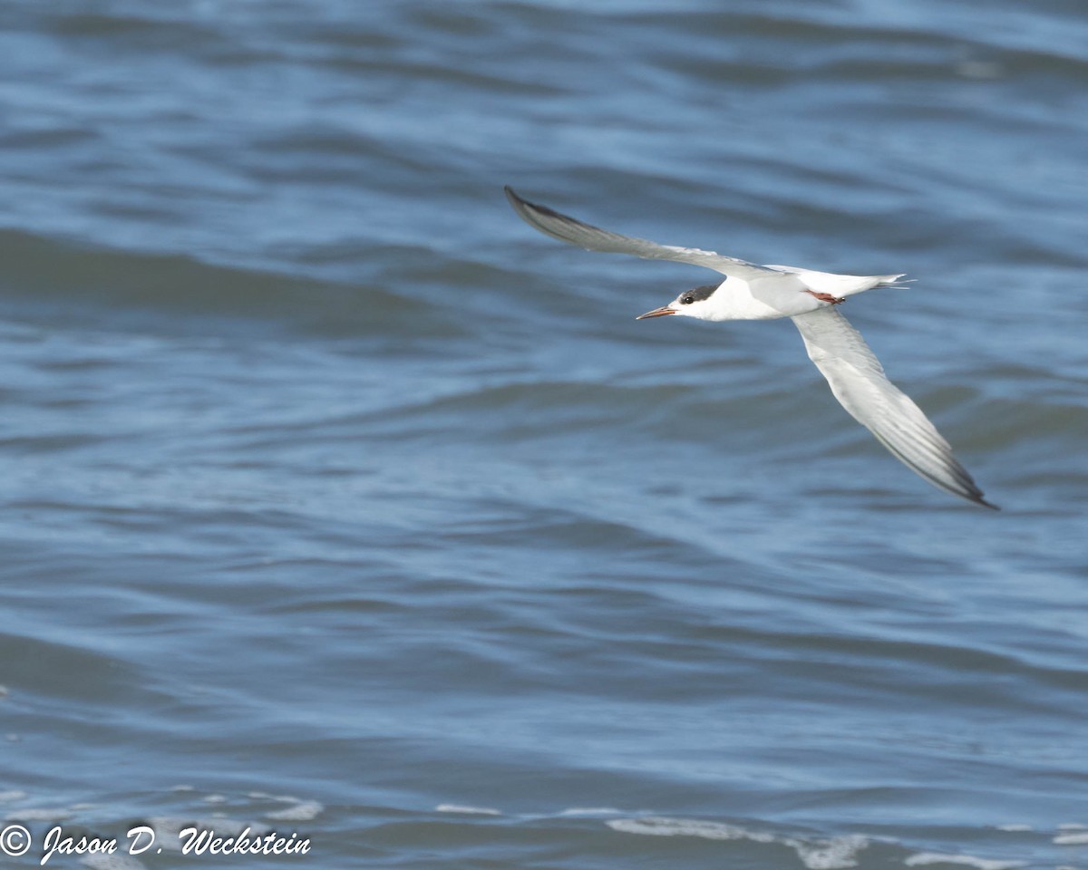 Common Tern - ML609591923