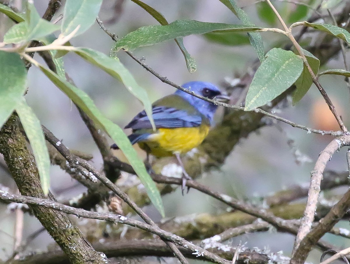 Blue-and-yellow Tanager - ML609591936