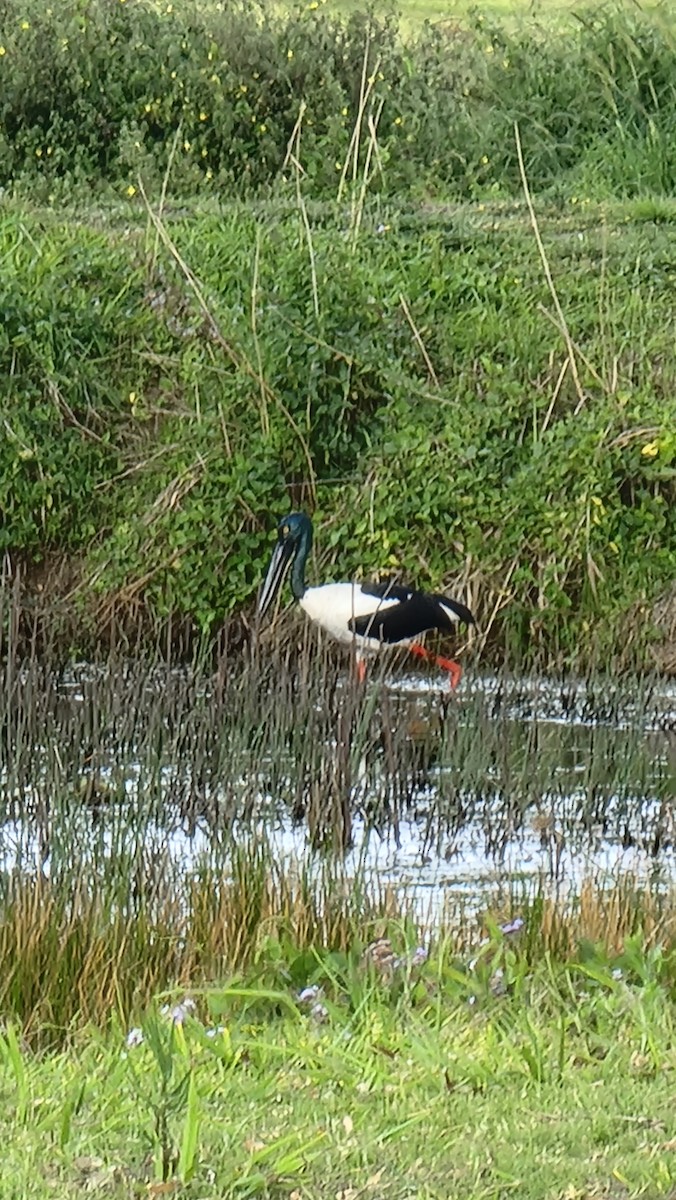 Black-necked Stork - ML609591937