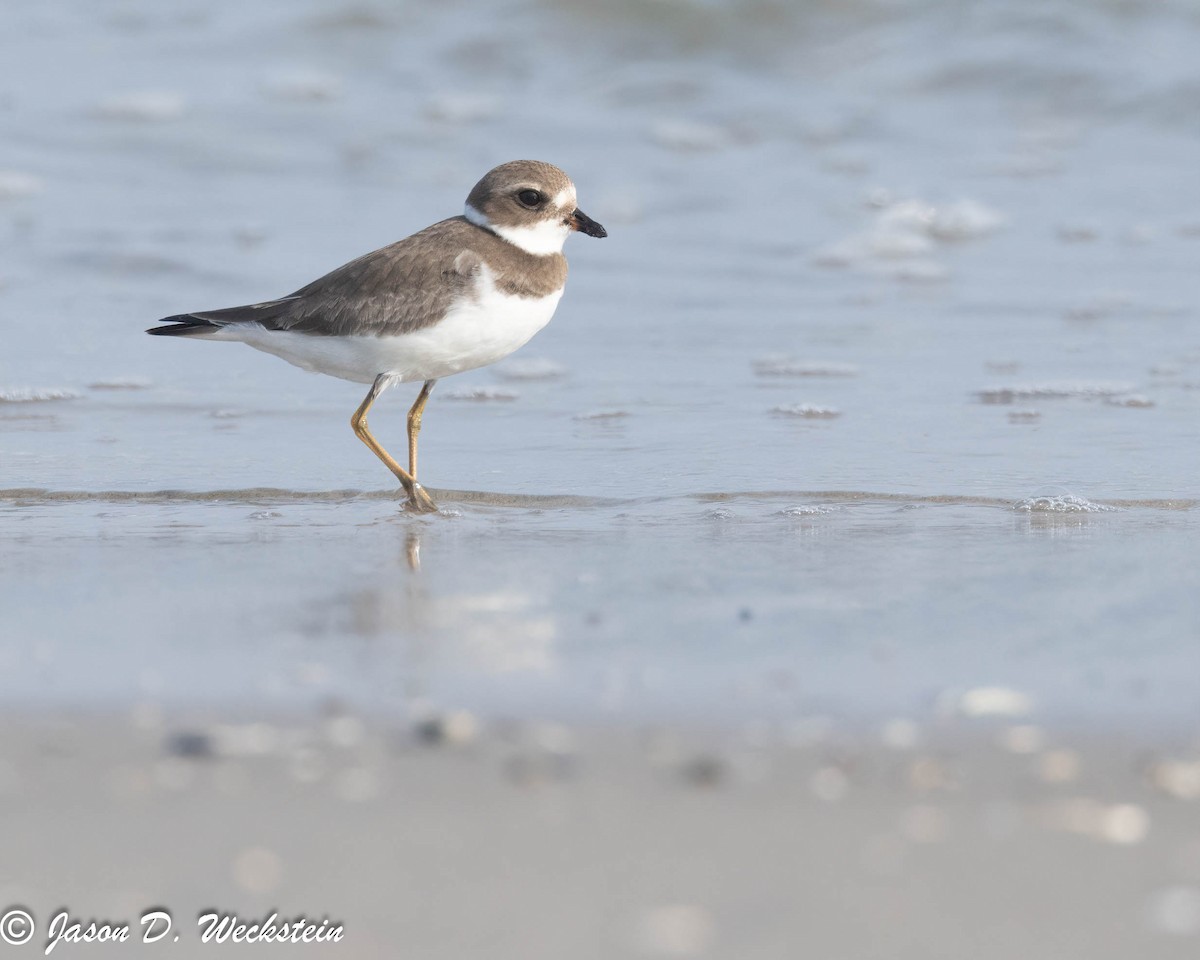 Semipalmated Plover - ML609591939