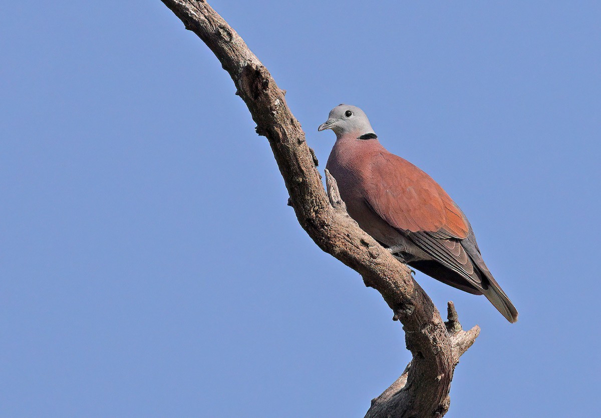 Red Collared-Dove - ML609591940