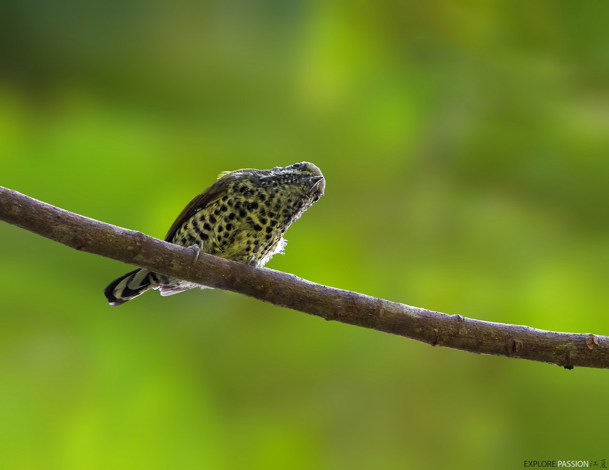 Speckled Piculet - Wai Loon Wong