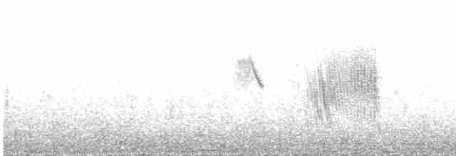 Boz Karınlı Kırlangıç - ML609592638