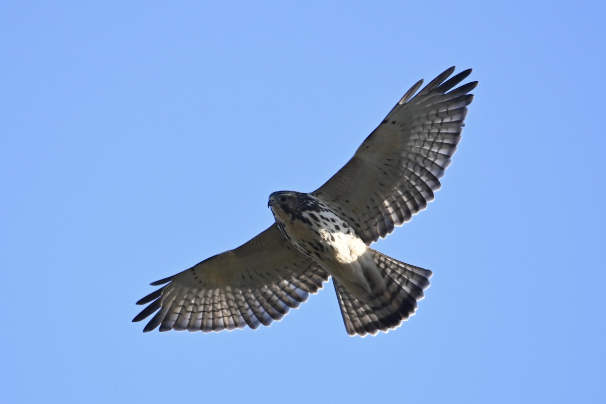 Broad-winged Hawk - ML609593471