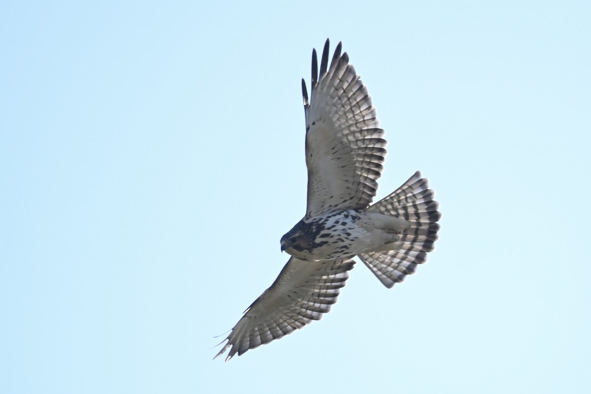 Broad-winged Hawk - ML609593472