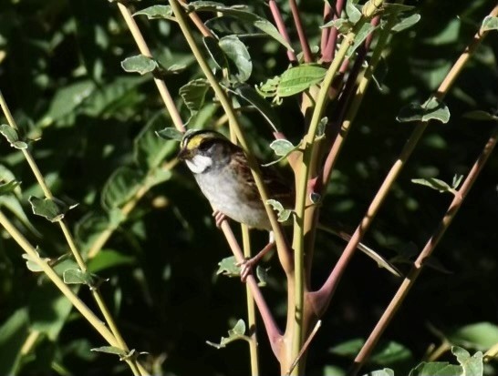 White-throated Sparrow - Gloria Beerman