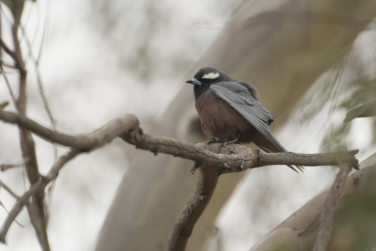White-browed Woodswallow - ML609594119
