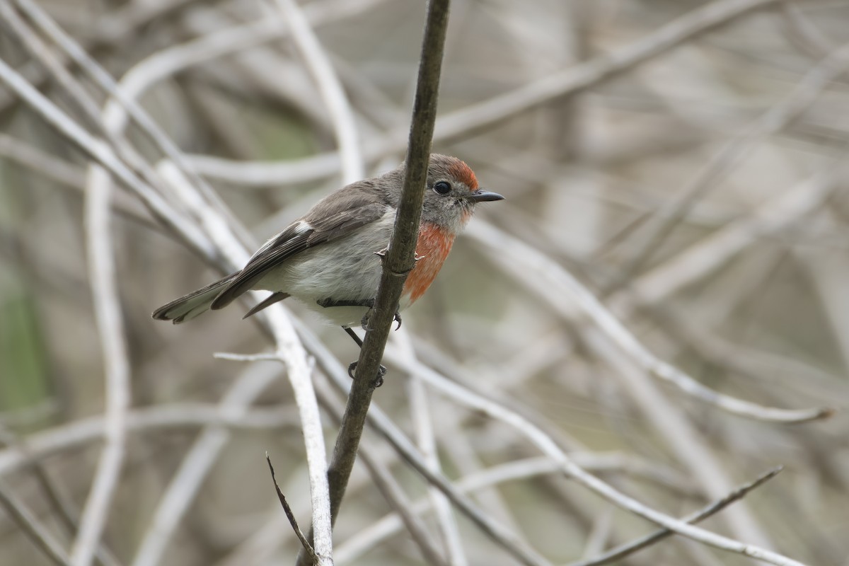 Red-capped Robin - ML609594122