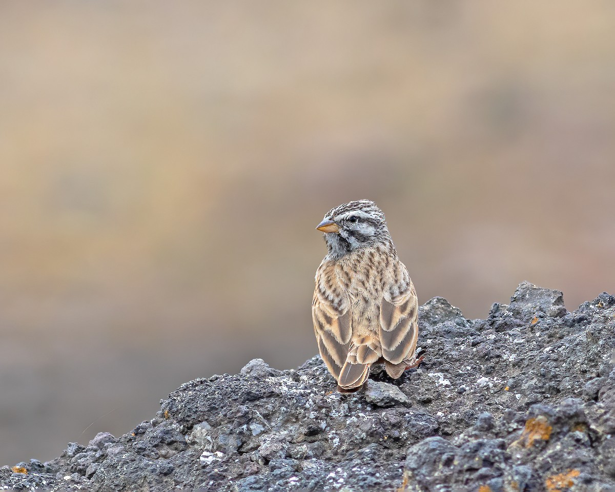 Striolated Bunting - ML609594170