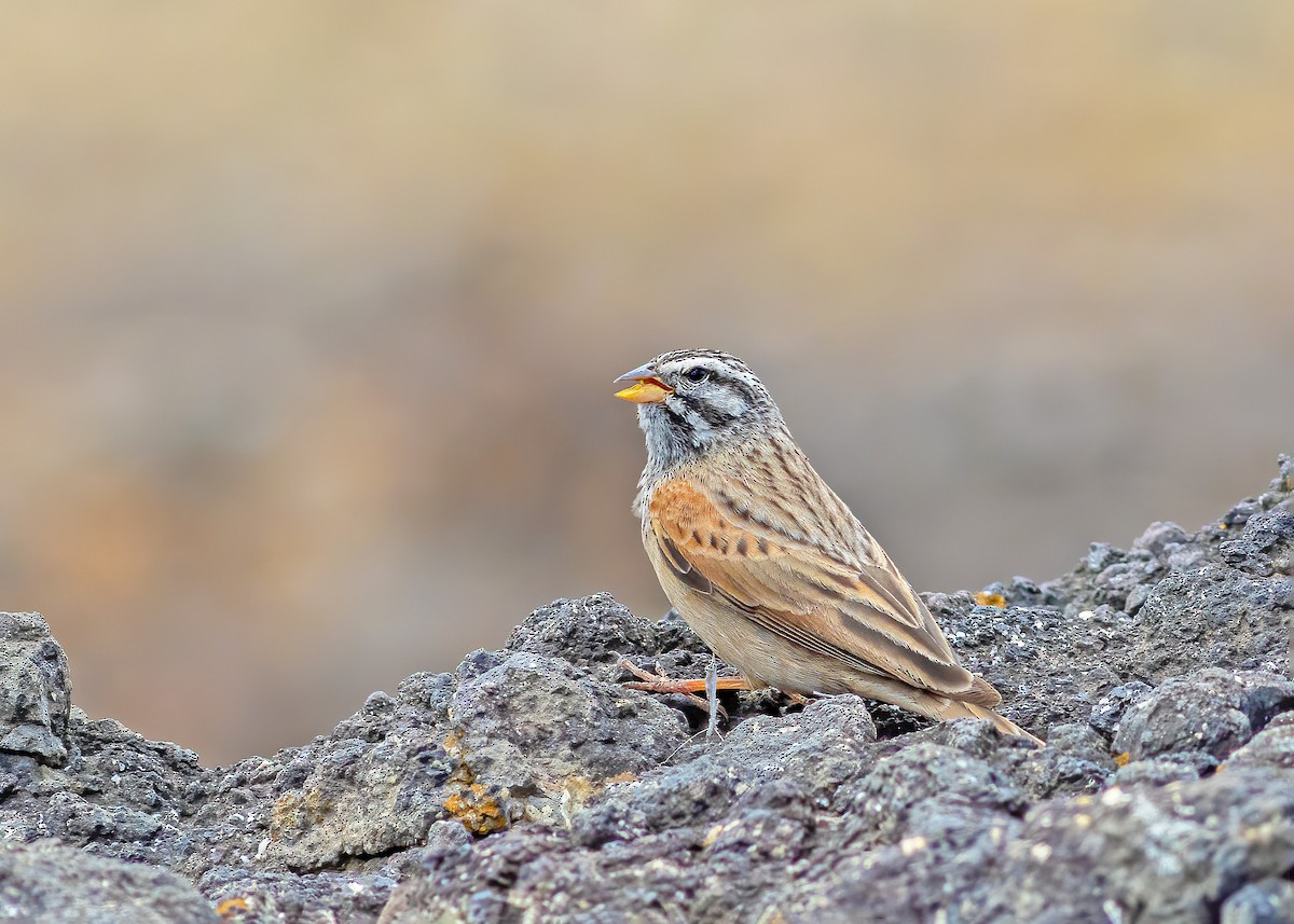 Striolated Bunting - ML609594171